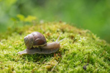 Yosun üzerinde büyük salyangoz (Helix pomatia)