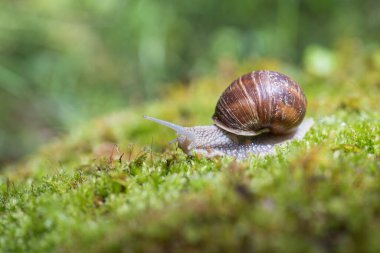 Yosun üzerinde büyük salyangoz (Helix pomatia)