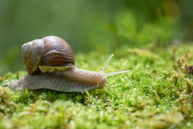 Yosun üzerinde büyük salyangoz (Helix pomatia)