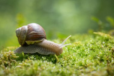 Yosun üzerinde büyük salyangoz (Helix pomatia)