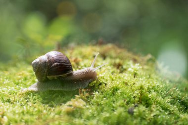 Yosun üzerinde büyük salyangoz (Helix pomatia)