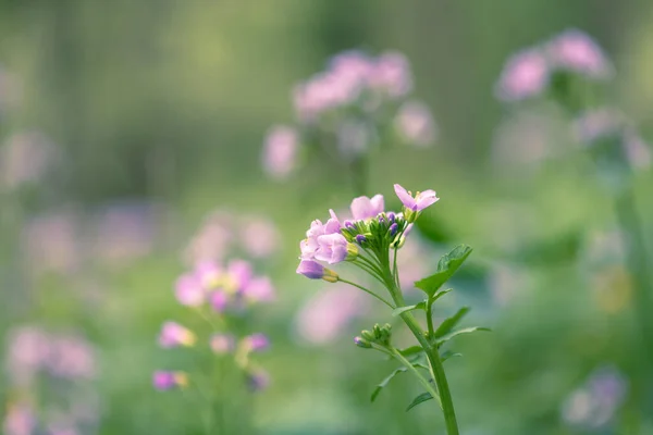 森林中的杜鹃科植物 Cardamine Pratensis 柔软的光 — 图库照片