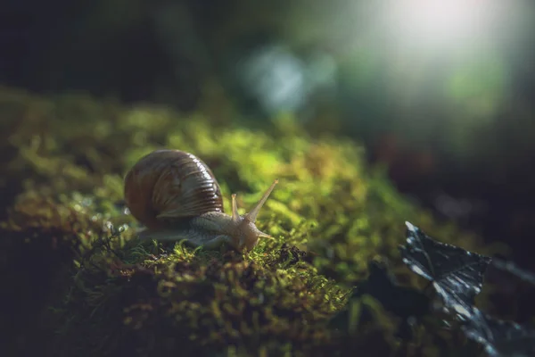 Big Snail Helix Pomatia Moss — Stock Photo, Image