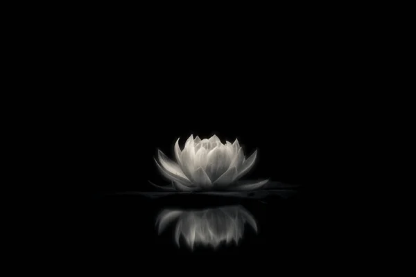 Fehér Lótuszvirág Fekete Háttér — Stock Fotó