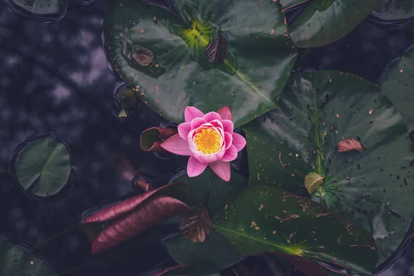 Růžový Lotosový Květ Nebo Vodní Leknín Vodě — Stock fotografie