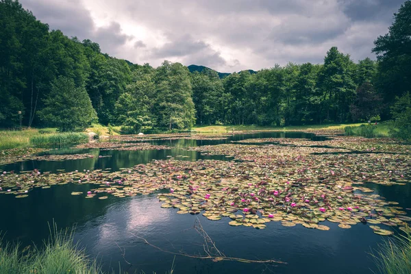 Rybník Lotosovými Květy Vodní Hladině — Stock fotografie