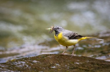 Gagasında böcekler olan Yrellow Wagtail nehirde