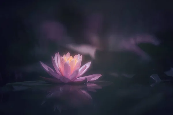 Nenúfar Rosa Flotando Sobre Fondo Oscuro Del Agua — Foto de Stock