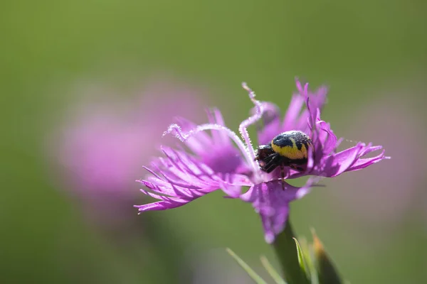 Rosa Wilde Nelkenblüte Vordergrund — Stockfoto