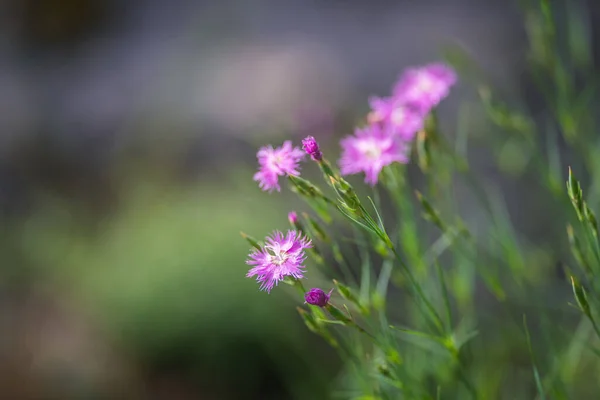 pink wild carnation flower focus on foreground