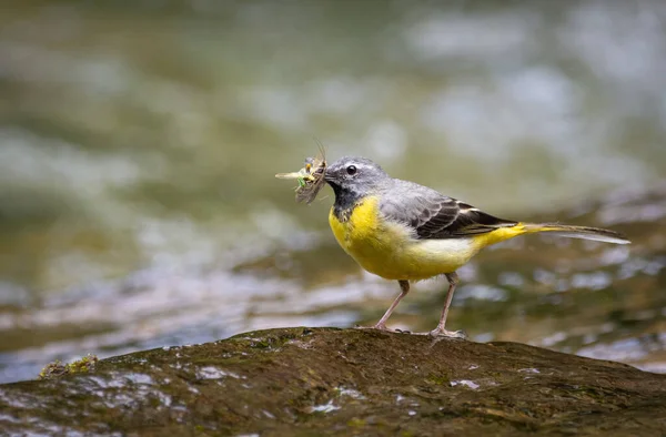 くちばしに虫がいる川の黄色いワグテール — ストック写真