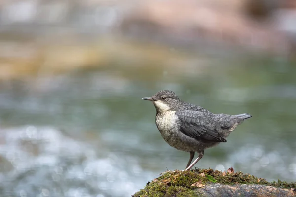 Jeune Plongeur Gorge Blanche Sur Rocher Dans Rivière Montagne — Photo