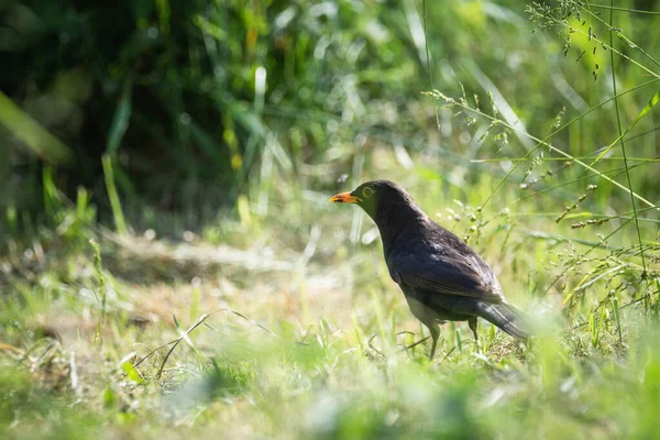 common blackbird (turdus merula) on the ground