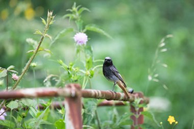 Doğada demir çitin üzerinde kuş (yaygın kırmızıbaşlangıç)