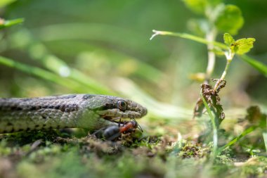 Çimenlikteki yılanı yakından çek.