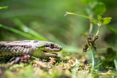 Çimenlikteki yılanı yakından çek.