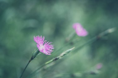 Pembe yabani karanfil çiçeği ön plana odaklanıyor