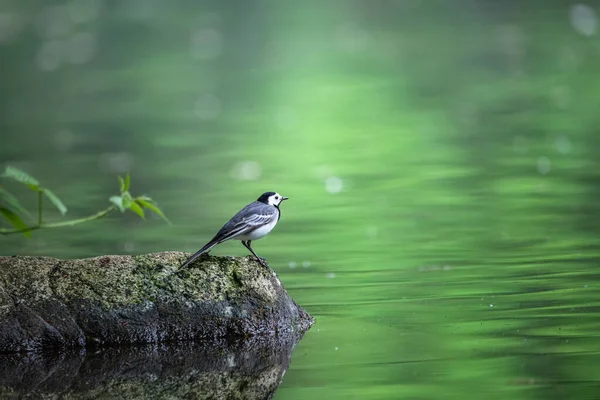 Птица Карусель Берегу Реки — стоковое фото
