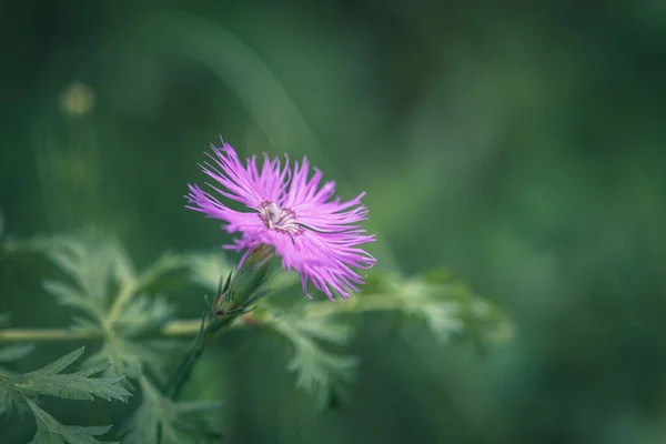 Rosa Cravo Selvagem Flor Foco Primeiro Plano — Fotografia de Stock