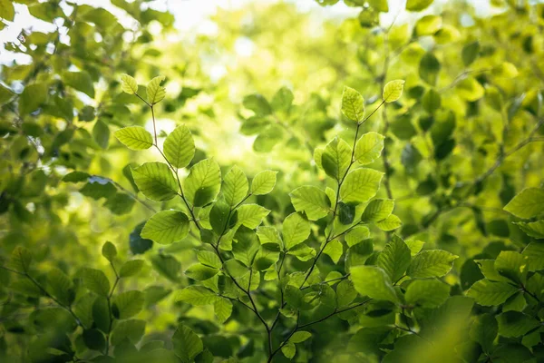 Folhas Verdes Floresta — Fotografia de Stock