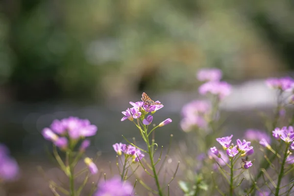 Cuckooflower Kardamina Pratensis Brzegu Rzeki — Zdjęcie stockowe