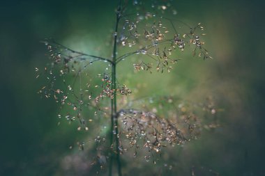 Meadow after summer rain