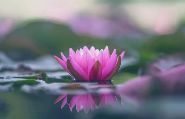 Pink Water Lily Flotando Agua — Foto de Stock