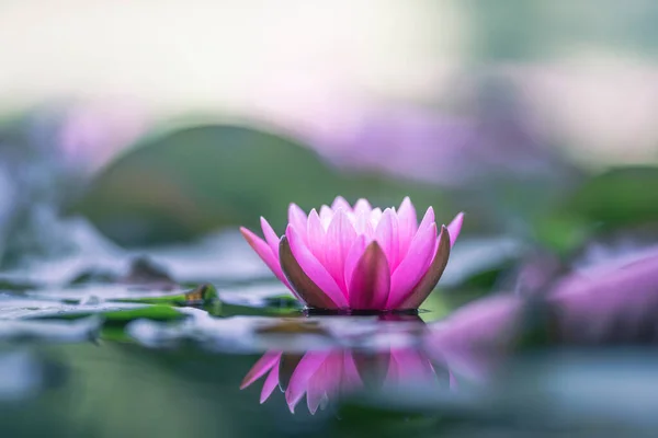 Pink Water Lily Flotando Agua — Foto de Stock