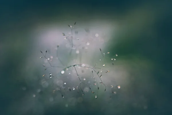 Meadow Summer Rain — Stock Photo, Image