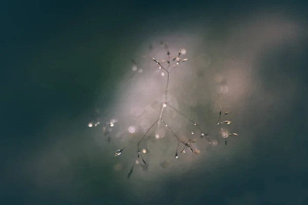 Meadow Summer Rain — Stock Photo, Image