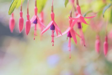 Red hanging flowers fuchsia triphylla