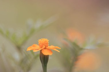 Marigold orange flower in the garden