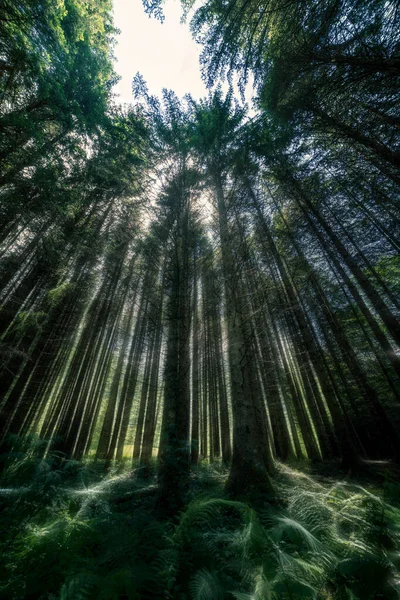 Rays Light Fairy Tale Forest — Stockfoto