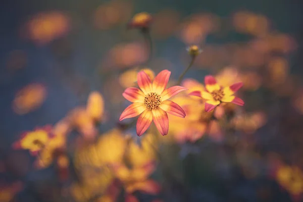 Fleurs Décoratives Orange Jaune Bidens Ferulifolia — Photo