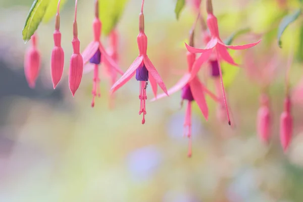 Fiori Rossi Appesi Fucsia Triphylla — Foto Stock