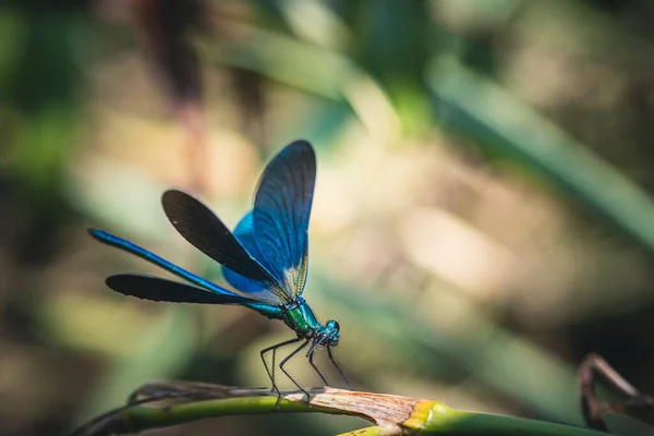 Calopteryx Splendens — ஸ்டாக் புகைப்படம்