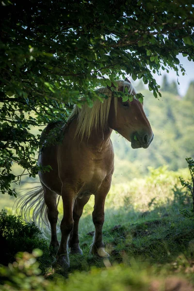 Caballo Marrón Con Melena Blanca Bosque — Foto de Stock