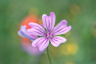 Pink flower high mallow