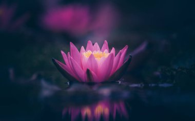 Pink Water Lily Floating On The Water