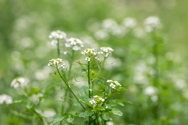 花被の花 ナストルチウム公式サイト — ストック写真