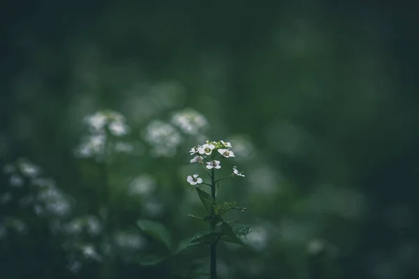 Flowers Watercress Nasturtium Officinale — Stok fotoğraf