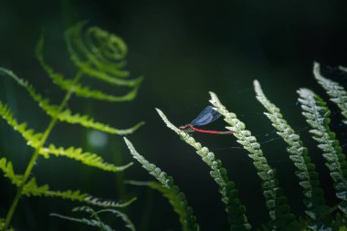 red dragonfly on a green fern leaf
