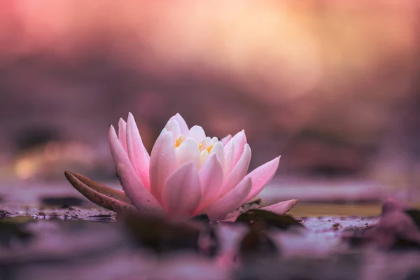 Pink Water Lily Flotando Agua — Foto de Stock