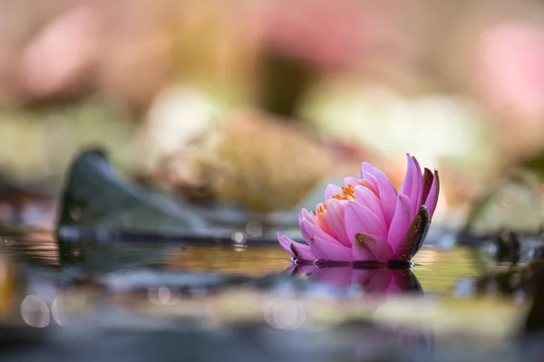 Pink Water Lily Floating Water — Fotografia de Stock
