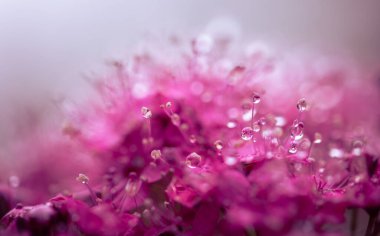 Pembe çiçek ile çiy damlaları