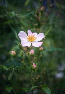Flower of sweetbrier or wild rose