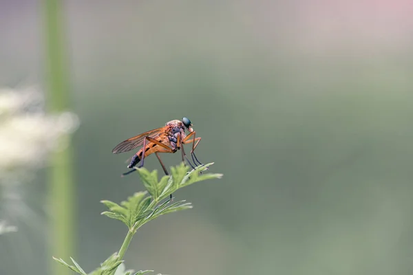 Orange Fly Green Eyes — Fotografia de Stock