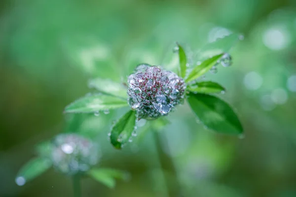 Kwiat Koniczyny Kroplami Rosy — Zdjęcie stockowe