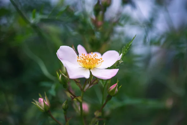 Blume Aus Süß Oder Wildrose — Stockfoto