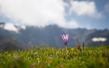 Purple autumn crocus flower in the grass with mountains in the background